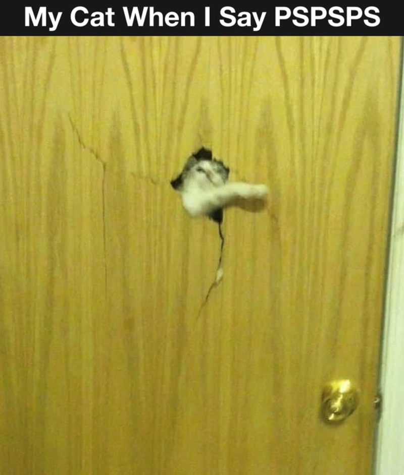 My Cat When I Say PSPSPS