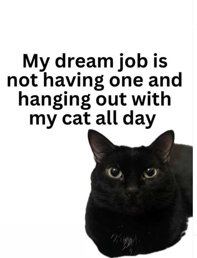 My dream job is not having one and hanging out with my cat all day