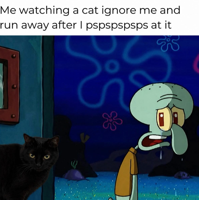 Me watching a cat ignore me and run away after I pspspspsps at it