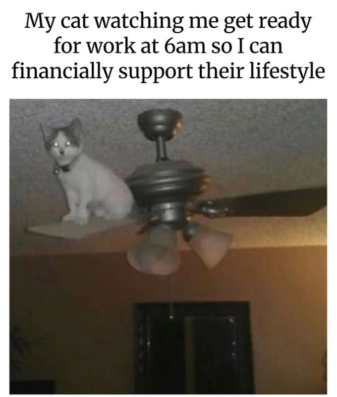 My cat watching me get ready for work at 6am so I can financially support their lifestyle
