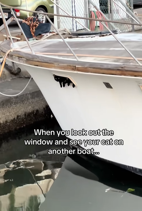 When you look out the window and see your cat on another boat...