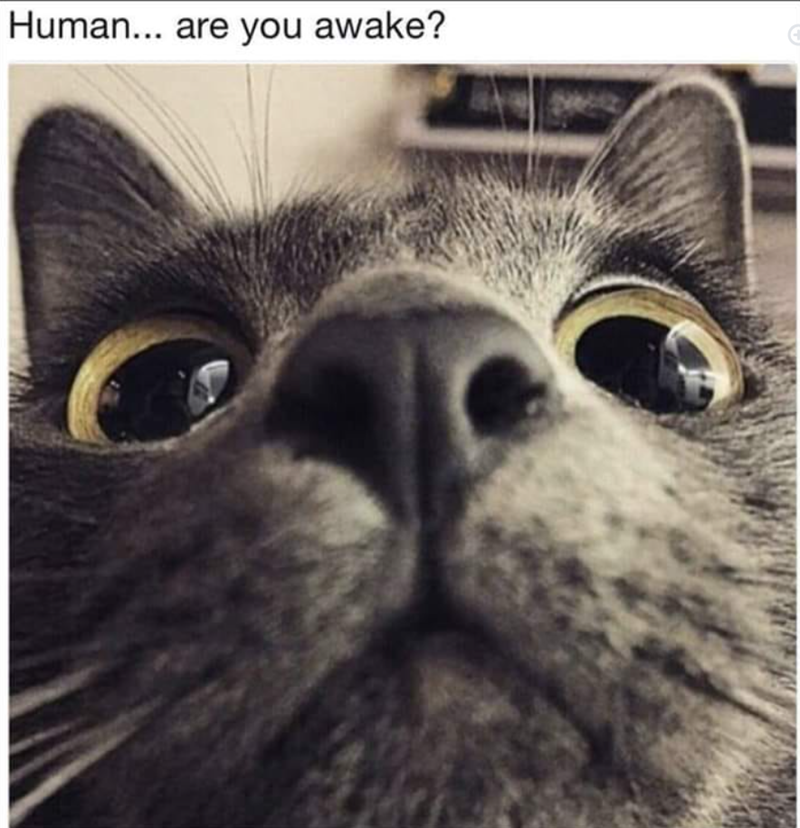 Human... are you awake? C