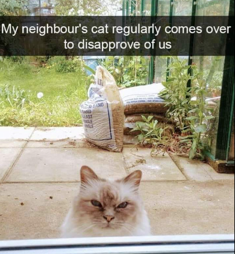 My neighbour's cat regularly comes over to disapprove of us LT O SAND SAND LLAST GLE NGLE