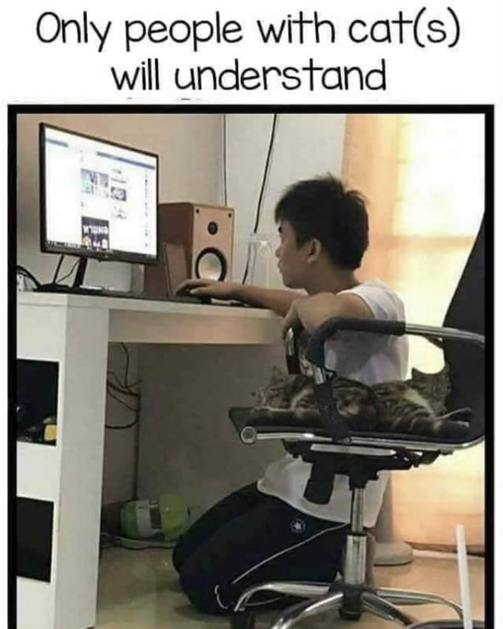Only people with cat(s) will understand