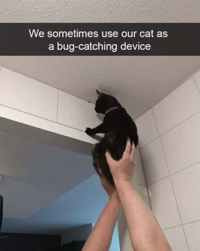 We sometimes use our cat as a bug-catching device