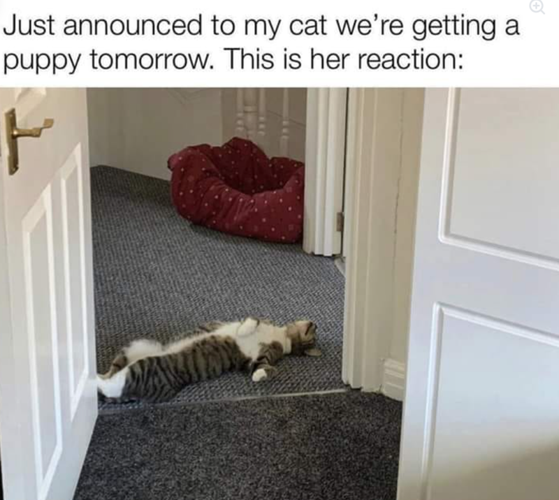Just announced to my cat we're getting a puppy tomorrow. This is her reaction: