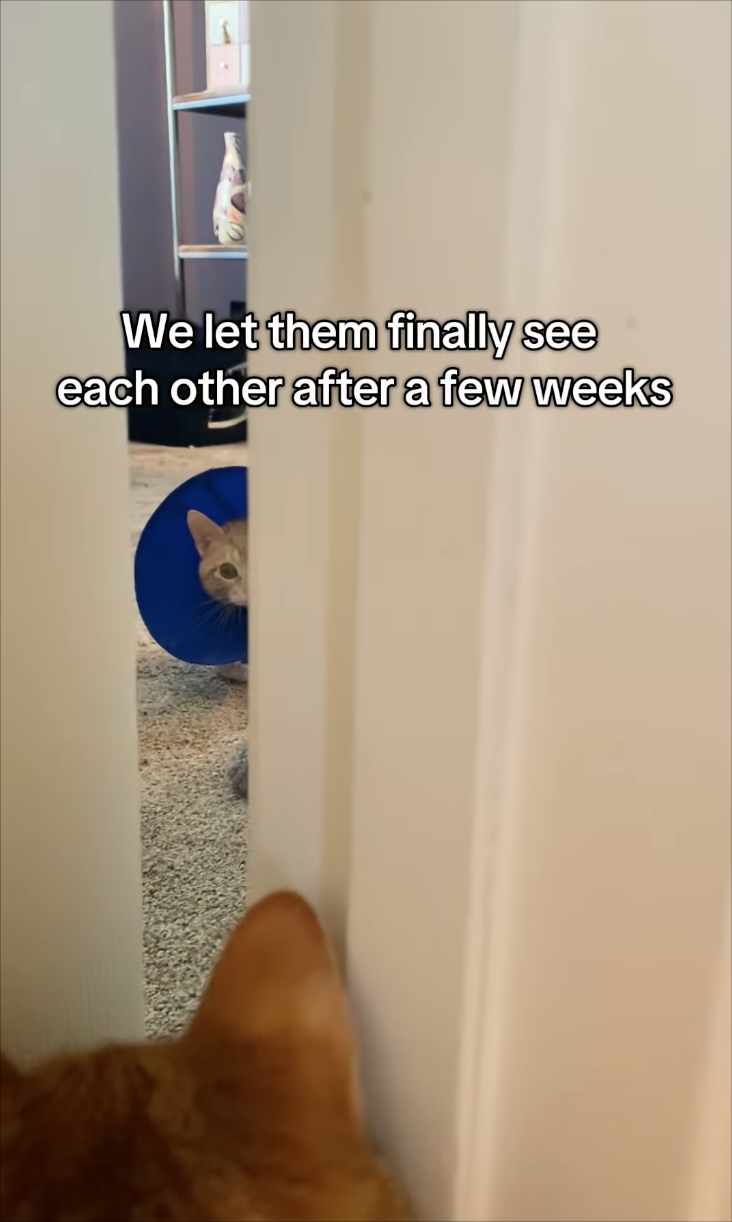 We let them finally see each other after a few weeks