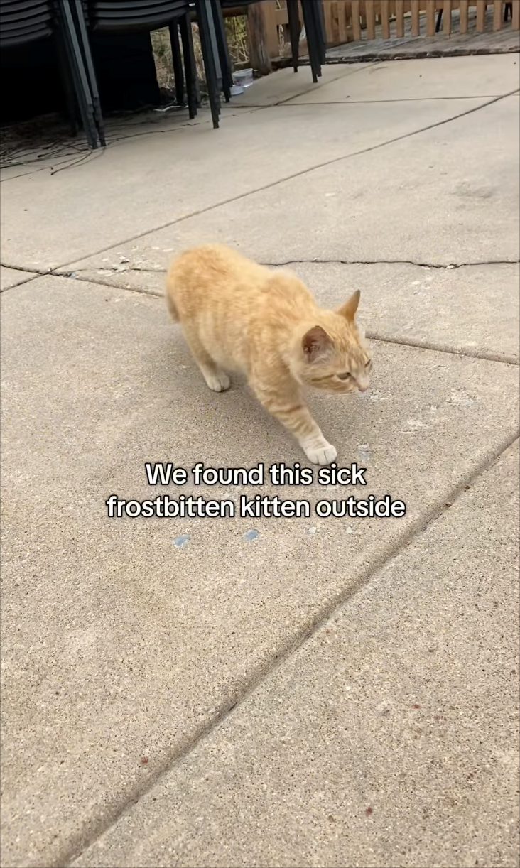 We found this sick frostbitten kitten outside