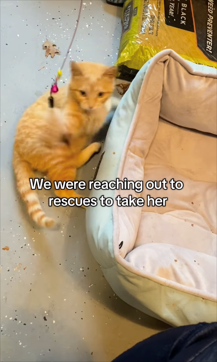 VEED PREVENTER! BLACK YEAR! We were reaching out to rescues to take her