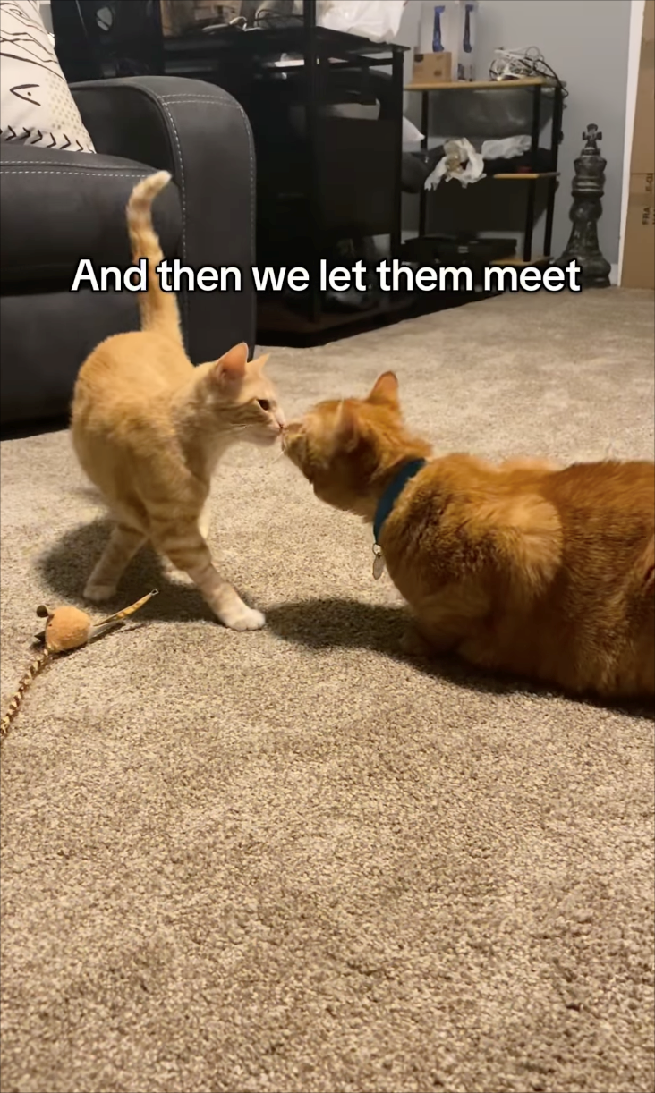 And then we let them meet