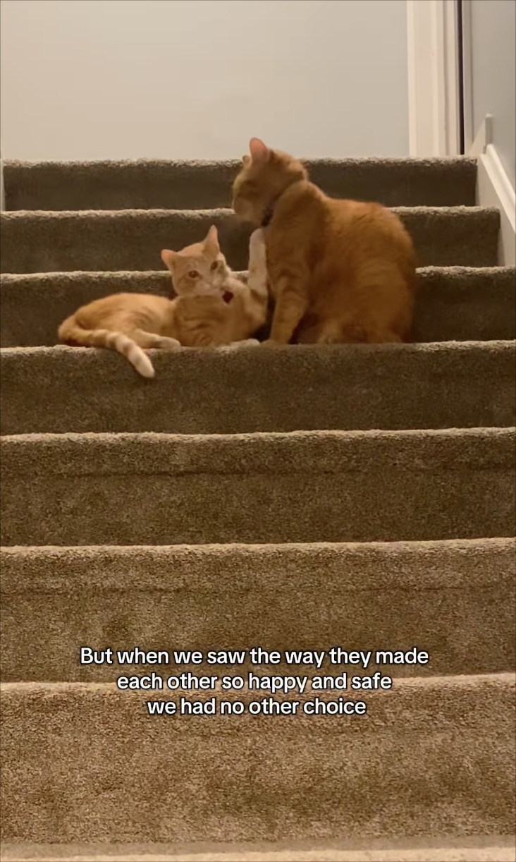 But when we saw the way they made each other so happy and safe we had no other choice