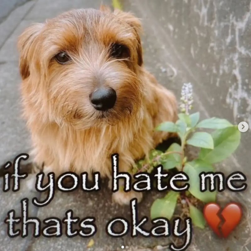 if you hate me thats okay >