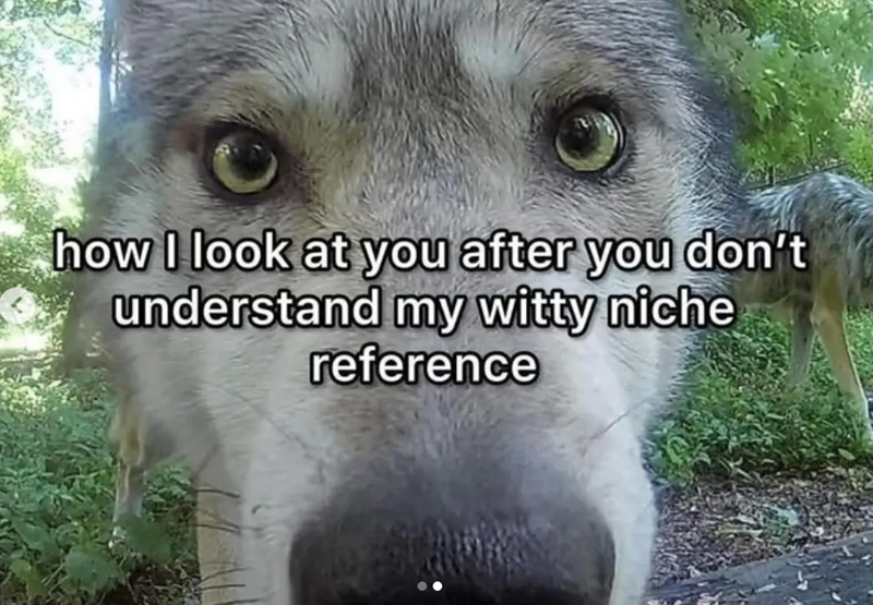 how I look at you after you don't understand my witty niche reference
