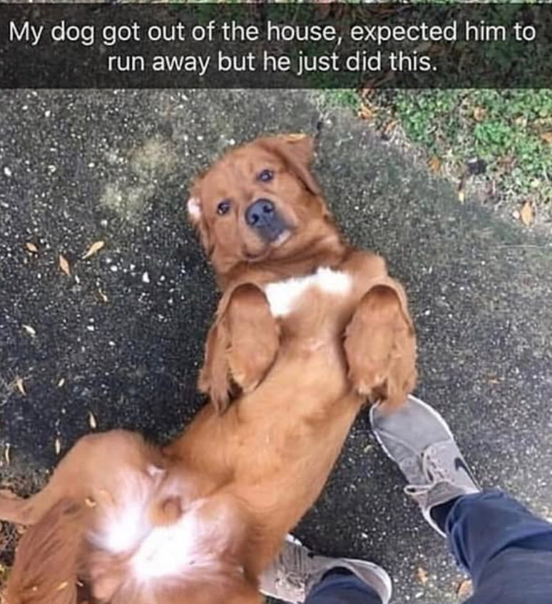 My dog got out of the house, expected him to run away but he just did this.