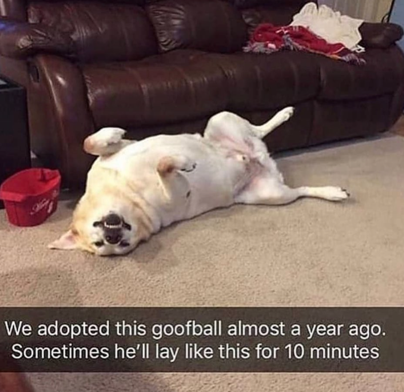 We adopted this goofball almost a year ago. Sometimes he'll lay like this for 10 minutes