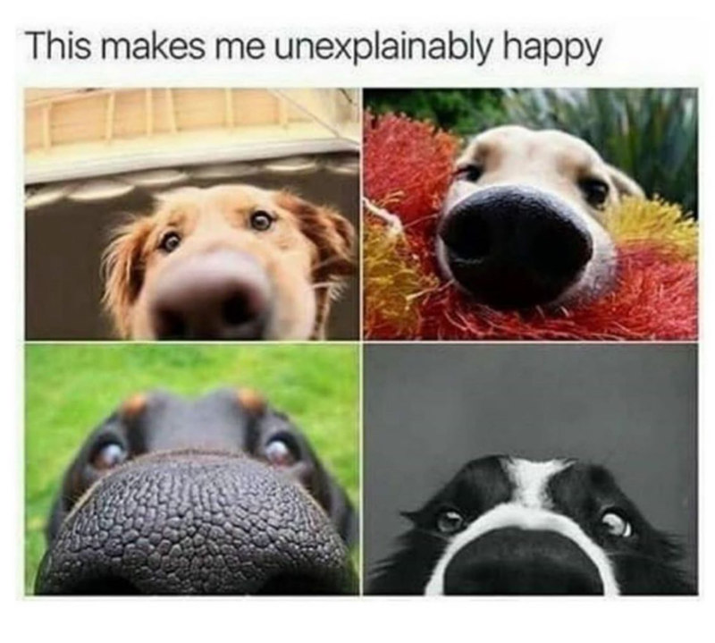 This makes me unexplainably happy