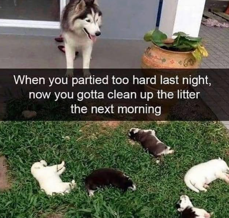 When you partied too hard last night, now you gotta clean up the litter the next morning