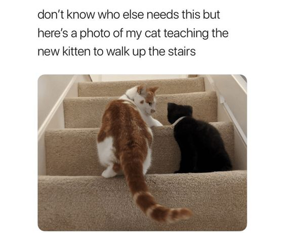 don't know who else needs this but here's a photo of my cat teaching the new kitten to walk up the stairs