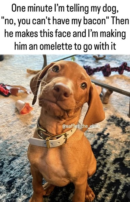 One minute I'm telling my dog, "no, you can't have my bacon" Then he makes this face and I'm making him an omelette to go with it Gwaffles the vizsla