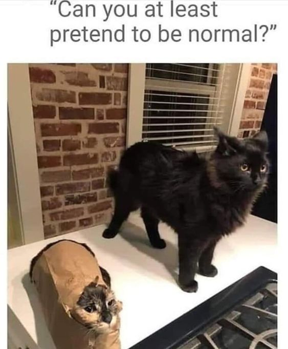 "Can you at least pretend to be normal?"