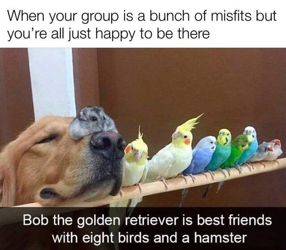 When your group is a bunch of misfits but you're all just happy to be there Bob the golden retriever is best friends with eight birds and a hamster