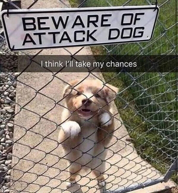 BEWARE OF ATTACK DOG I think I'll take my chances
