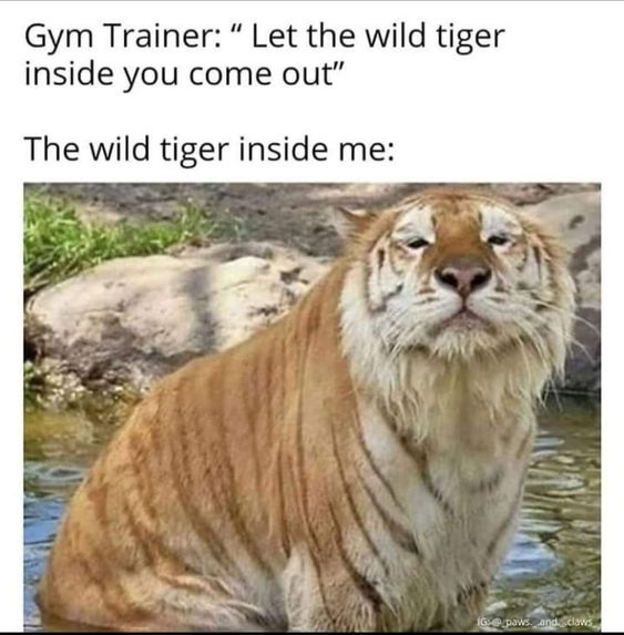 Gym Trainer: "Let the wild tiger inside you come out" The wild tiger inside me: IG:@paws, and claws
