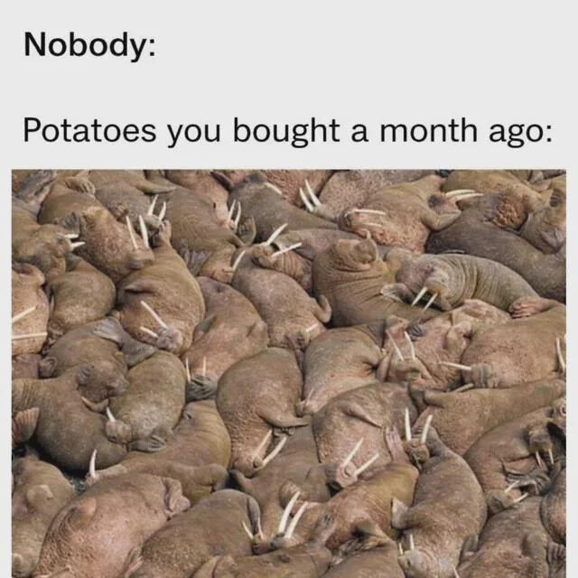 Nobody: Potatoes you bought a month ago: