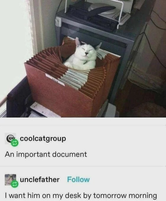 19 coolcatgroup An important document unclefather Follow I want him on my desk by tomorrow morning