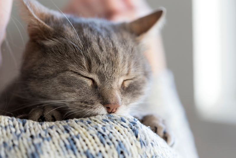 Close up of a gray kitten cuddling human on a blue and white blanket.