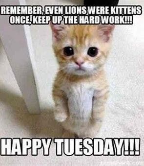 REMEMBER EVEN LIONS WERE KITTENS ONCE KEEP UP THE HARD WORK!!! HAPPY TUESDAY!!!