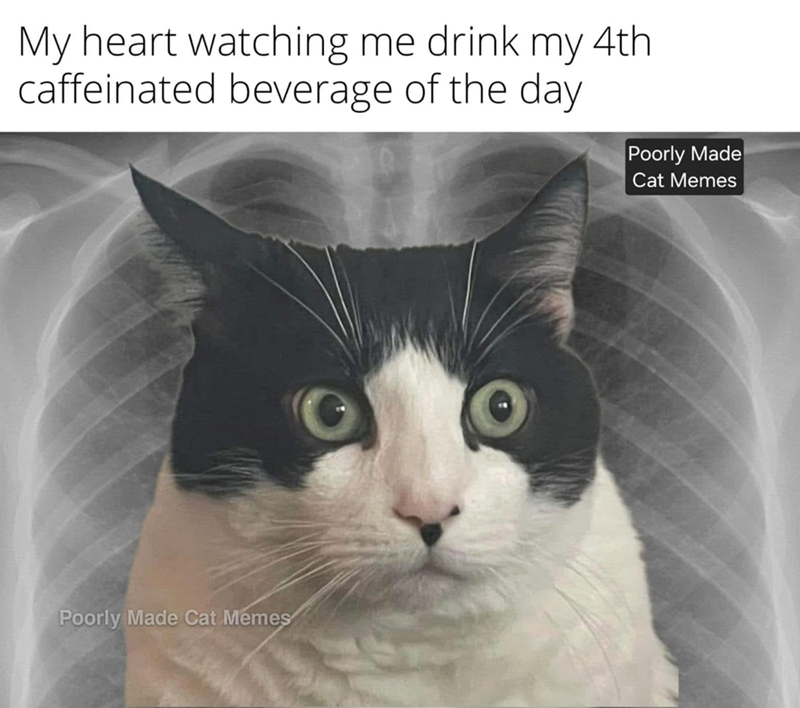 My heart watching me drink my 4th caffeinated beverage of the day Poorly Made Cat Memes Poorly Made Cat Memes