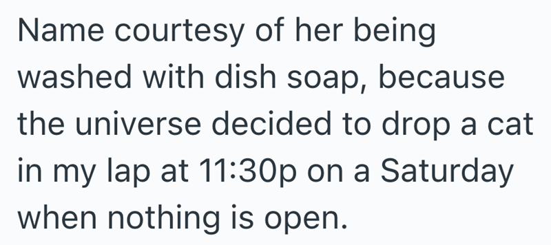 Name courtesy of her being. washed with dish soap, because the universe decided to drop a cat in my lap at 11:30p on a Saturday when nothing is open.
