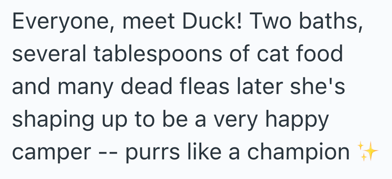 Everyone, meet Duck! Two baths, several tablespoons of cat food and many dead fleas later she's shaping up to be a very happy camper -- purrs like a champion #