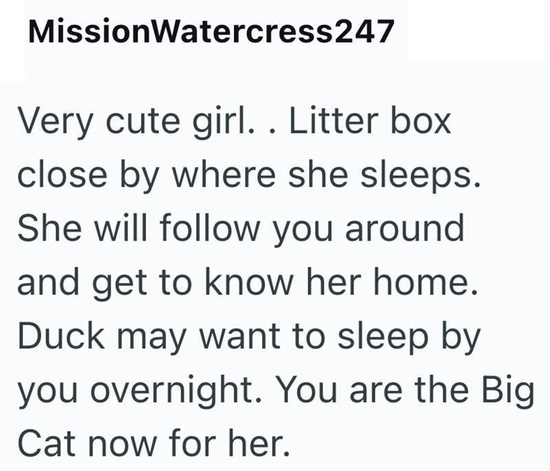 Mission Watercress247 Very cute girl. . Litter box close by where she sleeps. She will follow you around and get to know her home. Duck may want to sleep by you overnight. You are the Big Cat now for her.