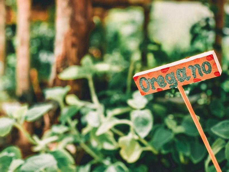 A thriving oregano garden with a homemade sign