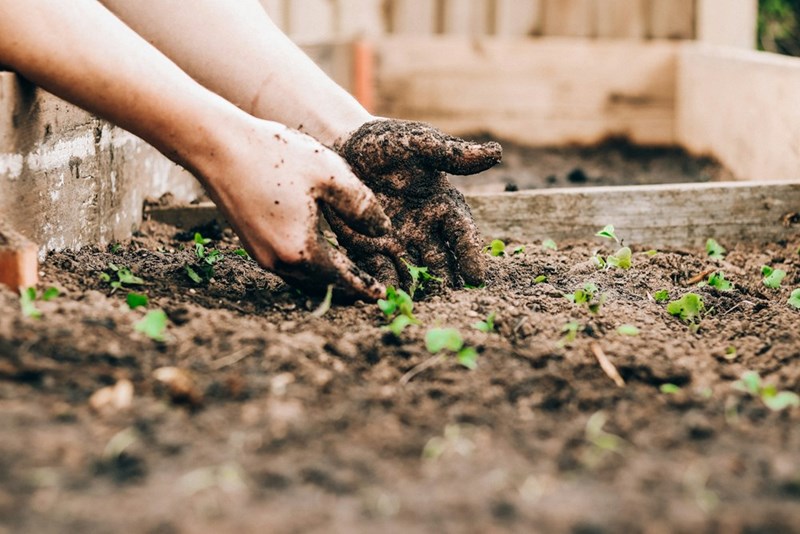 A pair of hands covered in fresh dirt as they plant herbs in a garden