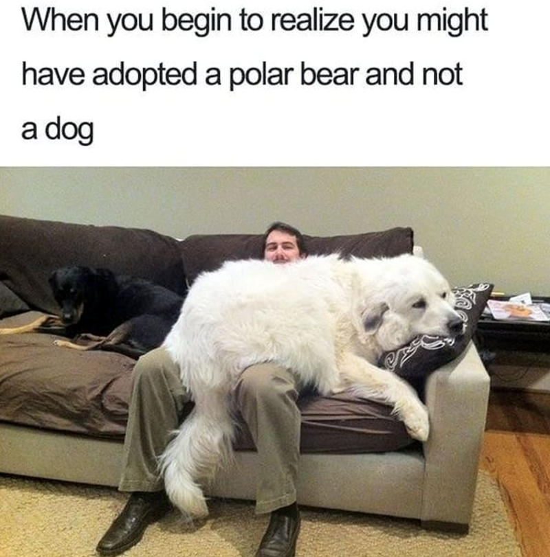 When you begin to realize you might have adopted a polar bear and not a dog
