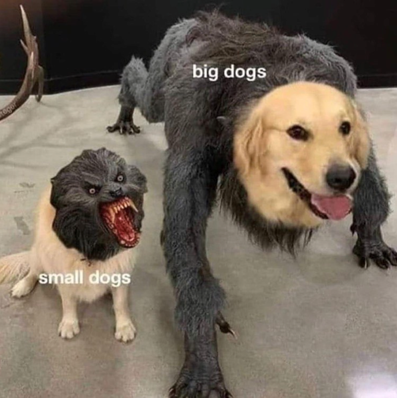 ogor small dogs big dogs