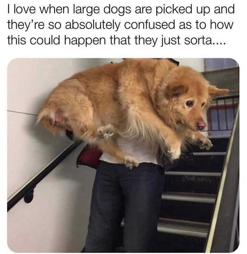 I love when large dogs are picked up and they're so absolutely confused as to how this could happen that they just sorta....