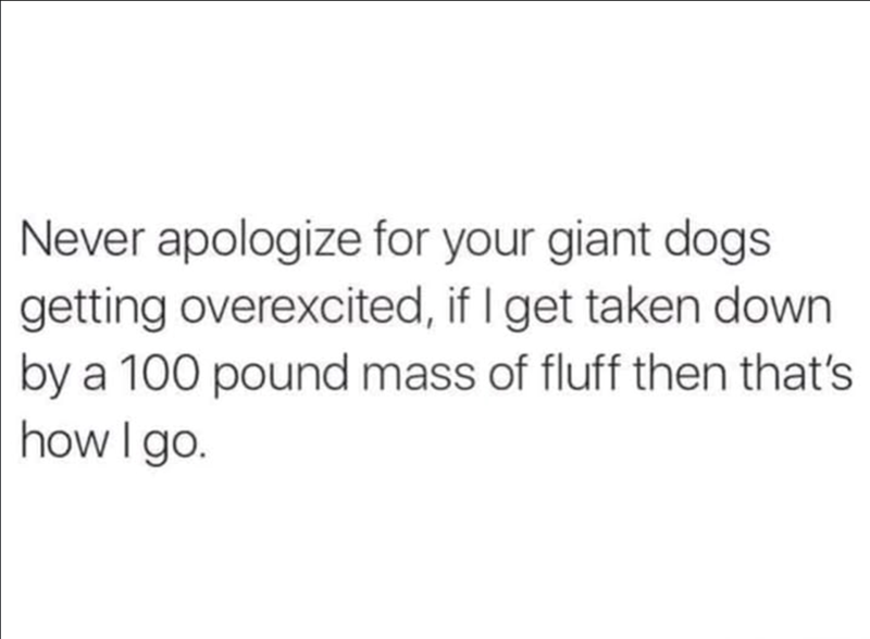 Never apologize for your giant dogs getting overexcited, if I get taken down by a 100 pound mass of fluff then that's how I go.