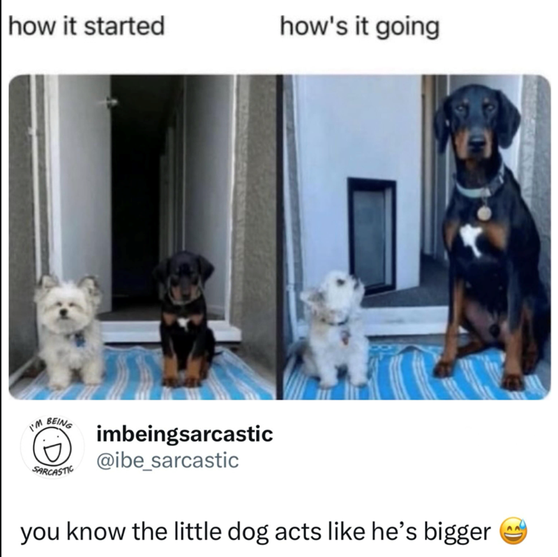 how it started how's it going I'M BEING SARCASTIC imbeingsarcastic @ibe_sarcastic you know the little dog acts like he's bigger