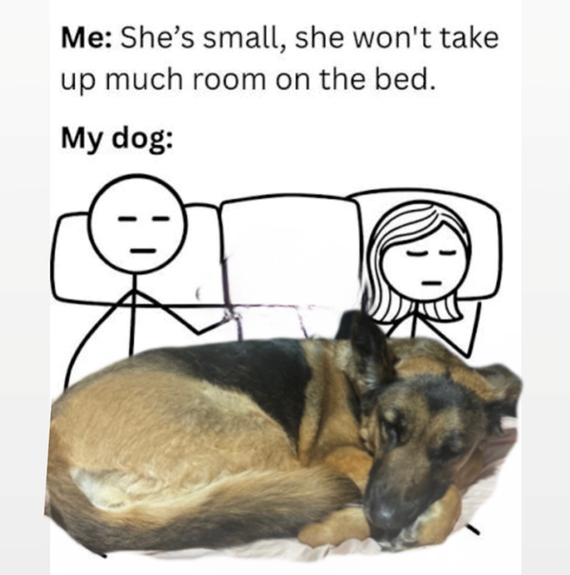 Me: She's small, she won't take up much room on the bed. My dog: