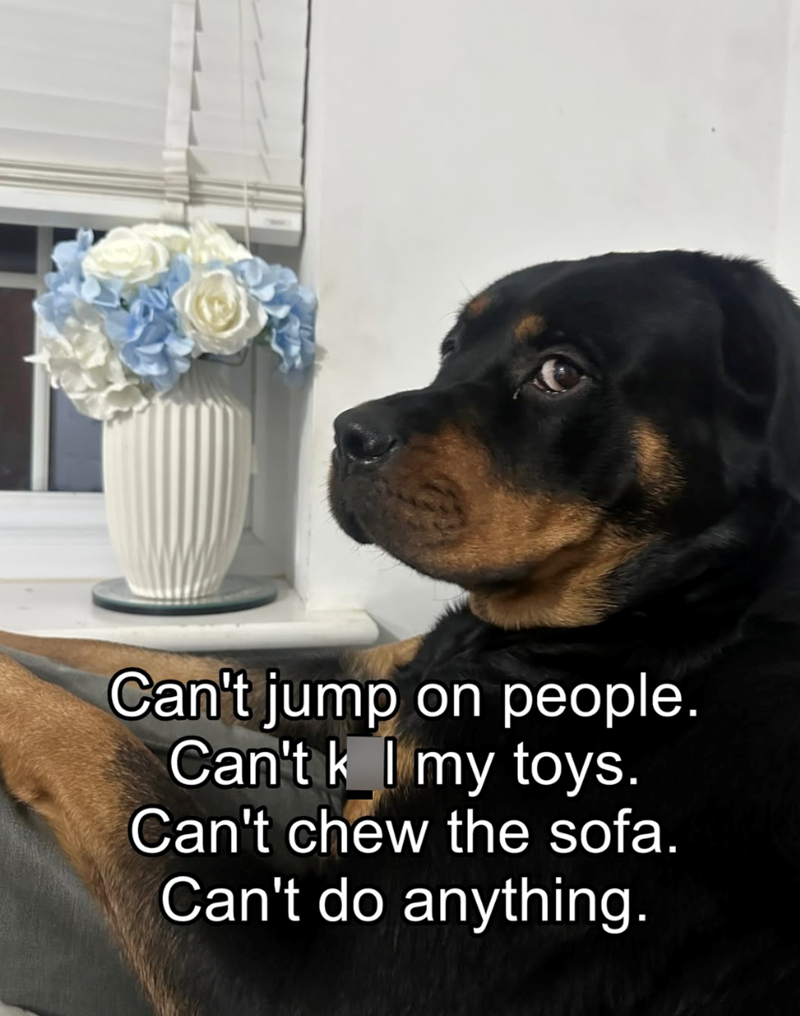 Can't jump on people. Can't I my toys. Can't chew the sofa. Can't do anything.