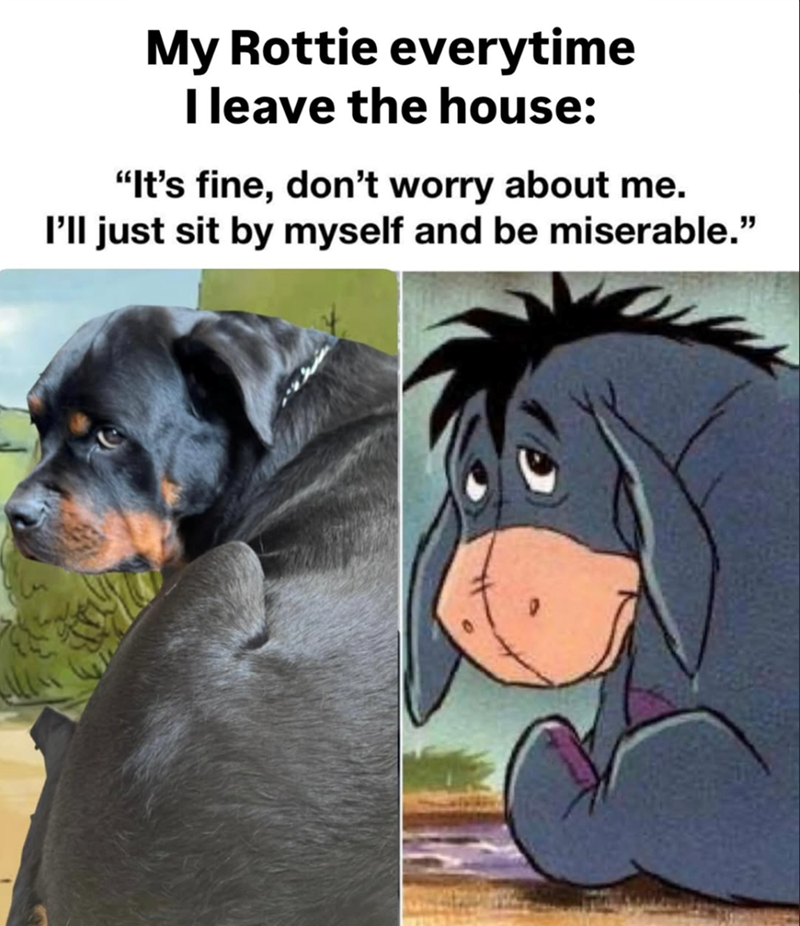 My Rottie everytime I leave the house: "It's fine, don't worry about me. I'll just sit by myself and be miserable."