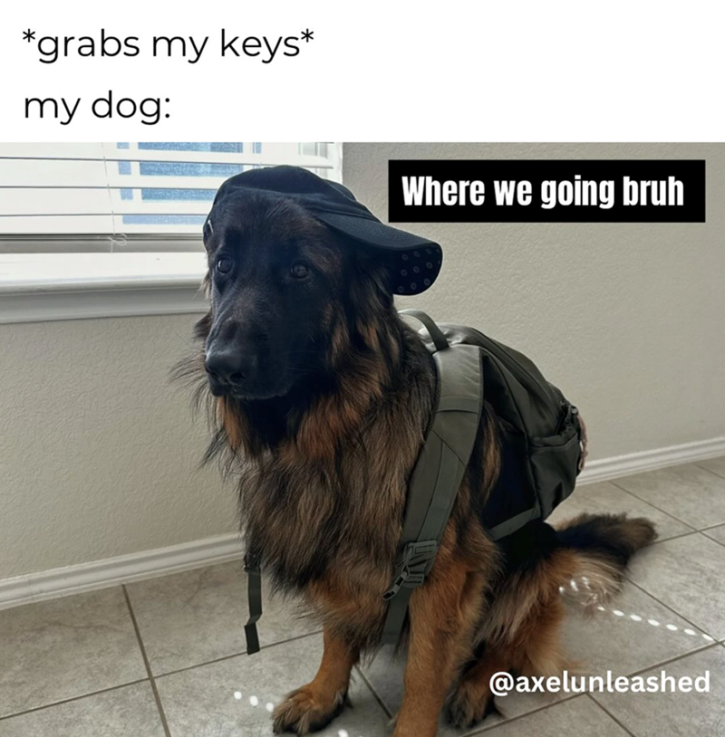 *grabs my keys* my dog: Where we going bruh @axelunleashed