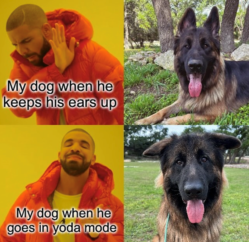 My dog when he keeps his ears up My dog when he goes in yoda mode
