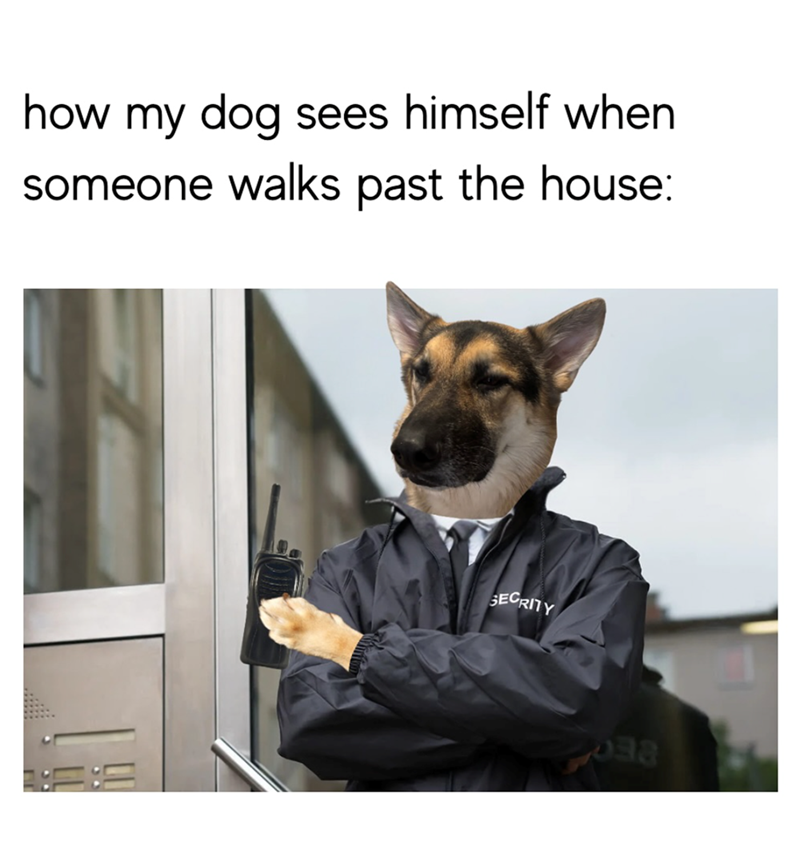 how my dog sees himself when someone walks past the house: SECRITY