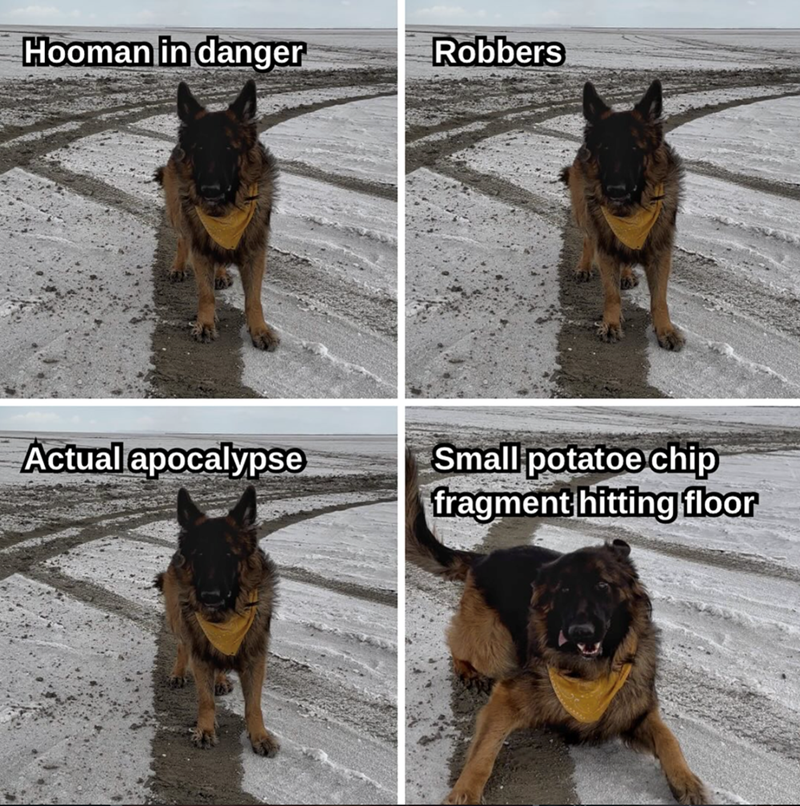 Hooman in danger Robbers Actual apocalypse Small potatoe chip fragment hitting floor
