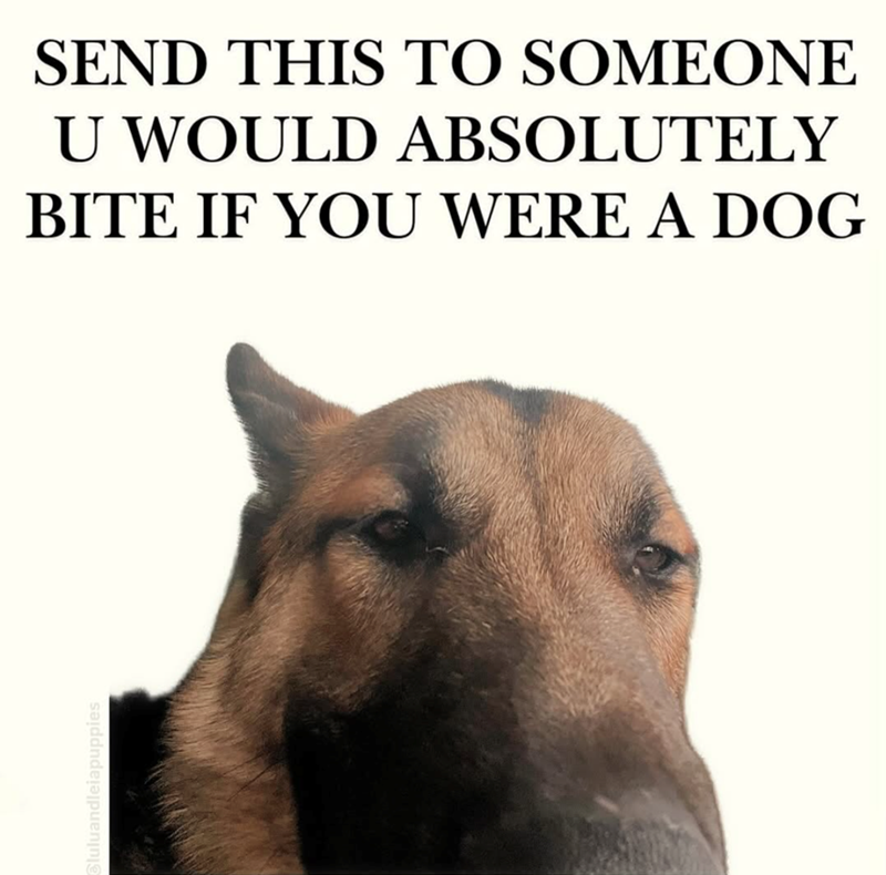 SEND THIS TO SOMEONE U WOULD ABSOLUTELY BITE IF YOU WERE A DOG